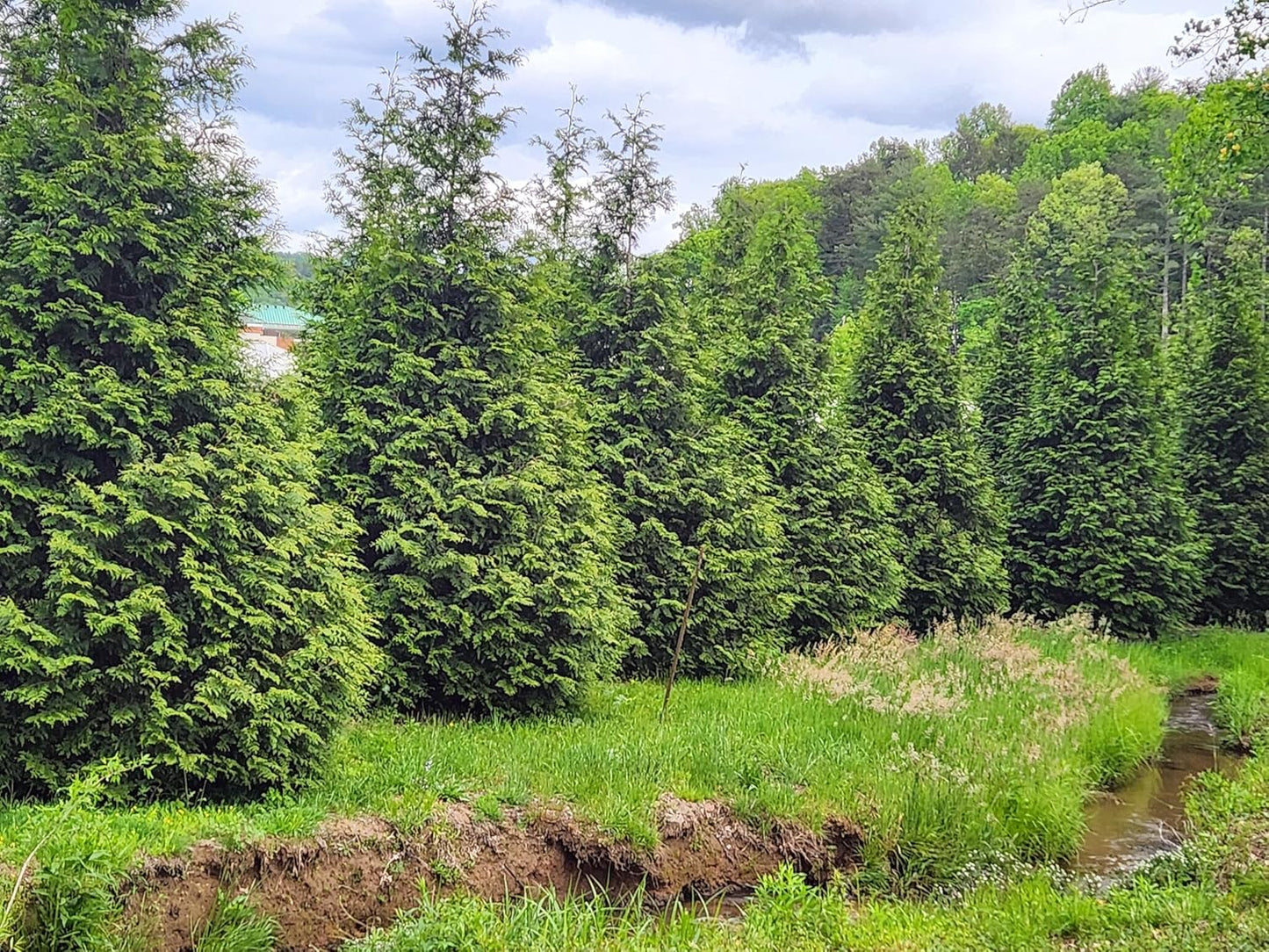 Thuja Green Giant Arborvitae Lot of 10, Quart Pot