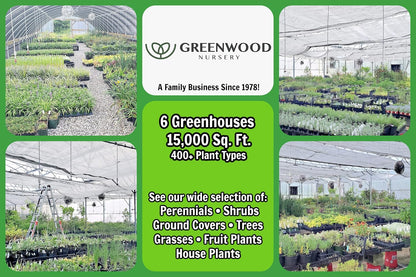 Greenwood Nursery: Live Perennial Plants - Munstead Lavender + Lavandula Angustifolia - [Qty: 1x 3.5 Pot] - (Click for Other Available Plants/Quantities)