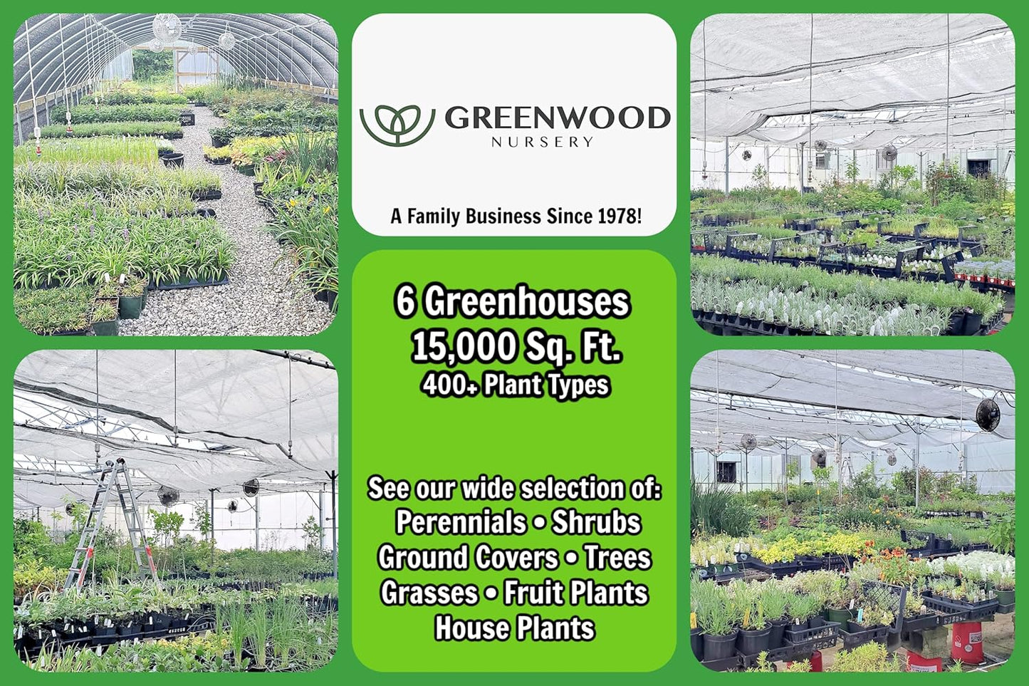 Greenwood Nursery: Live Perennial Plants - Bay Laurel Herb + Laurus Nobilis - [Qty: 10x 2.5 Pot] - (Click for Other Available Plants/Quantities)