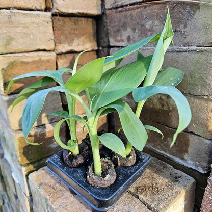 Set of 4 Dwarf Cavendish Banana Plants - Indoor/Outdoor Edible Fruit Trees - Fast Growing, Max Height 7 Feet
