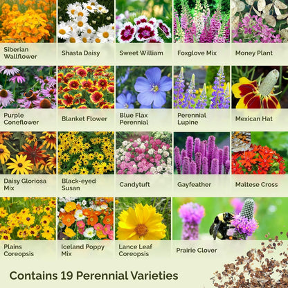 Eden Brothers All Perennial Wildflower Mixed Seeds for Planting, 10 lb, 4,800,000+ Seeds with Lupine, Shasta Daisy | Attracts Pollinators, Plant in Spring or Fall, Zones 3, 4, 5, 6, 7, 8, 9, 10