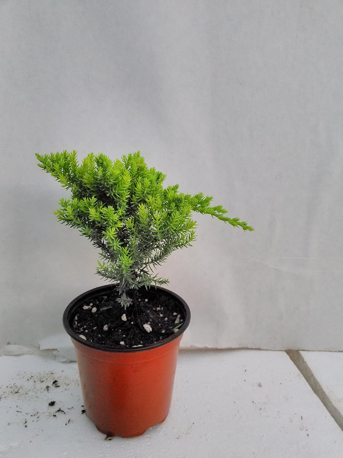 Jmbamboo - Bonsai Juniper Garden 4'' Pot with Fishman