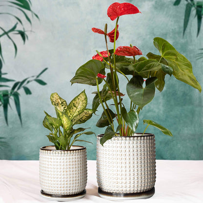 D'vine Dev 6 Inch 4 Inch Ceramic Indoor Planter Pots with Drainage Hole and Saucer, Beaded Design Flower Pots, Set of 2, Smoked White, 27-D-U-1