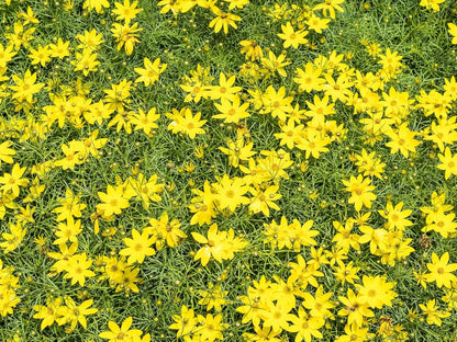 Greenwood Nursery: Live Perennial Plants - Nana Mouse Ear Tickseed + Coreopsis Auriculata - [Qty: 5X Pint Pots] - (Click for Other Available Plants/Quantities)