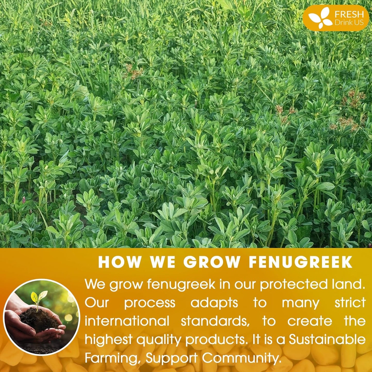 FreshDrinkUS, Premium 15 Tea Bags Fenugreek, 100% Natural & Pure from Fenugreek. Fenugreek Herbal Tea. Made with Natural Material Tea Bags. No Sugar, No Caffeine, No Gluten, Vegan.