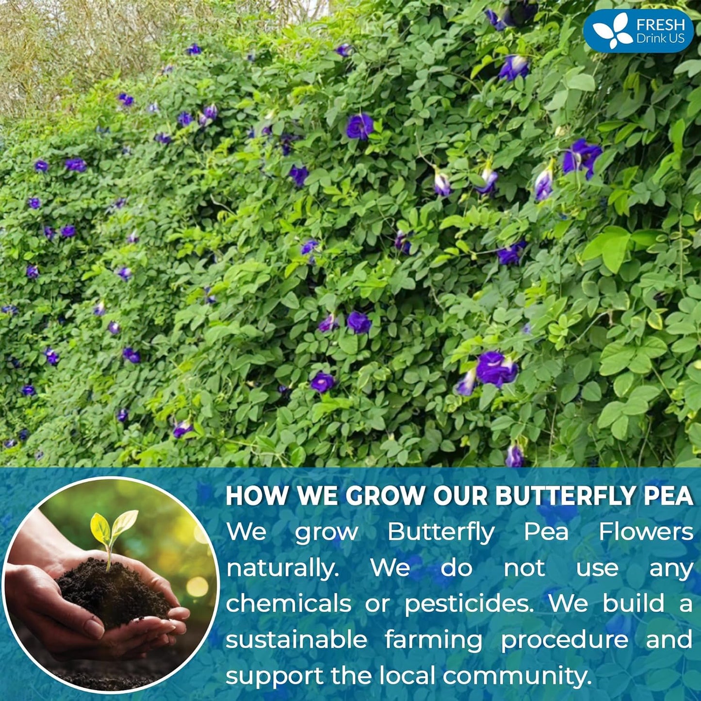 FRESHDRINKUS Premium 55 Butterfly Pea Flowers Tea Bags,100% Pure, Organic, Non GMO, Made With Organic Bags, Sugar/ Caffeine/ Gluten Free, Wildcrafted, Vegan, Handmade Product