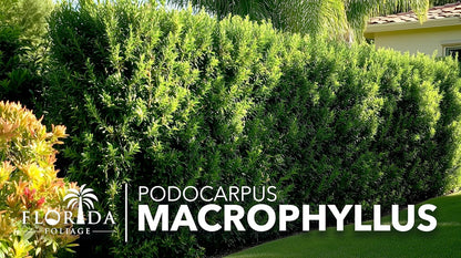 Podocarpus Macrophyllus Japanese Yew | 10 Live Plants | Podocarpus macrophyllus | Privacy Hedge Shrub | Evergreen Landscaping Plants for Gardens & Borders