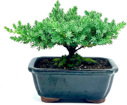Live Dwarf Juniper Bonsai Tree | Indoor/Outdoor | 100% Handcrafted| Home and Office Décor | Best Gift for Holiday | Good for Beginner