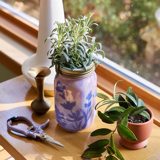 Modern Sprout New & Improved Mason Jar Grow Set, Indoor Herb Garden, Seed Starter Set, Organic Seeds, Hydroponic Growing (Basil + Lavender)