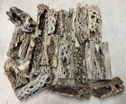 Natural Cholla Wood Chunk Large Air Plant Display Holders Individually Unique Decorative Stands or Holder (Cholla Chunk Large)