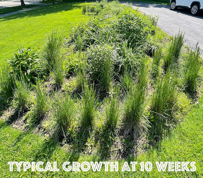 16 Live Outdoor Native Plants for Full Sun from My Home Park – Includes Aromatic Aster, Blue Mistflower, Butterfly Weed & Lanceleaf Coreopsis – Not Seeds – 4–8” Tall on Arrival – Easy to Grow